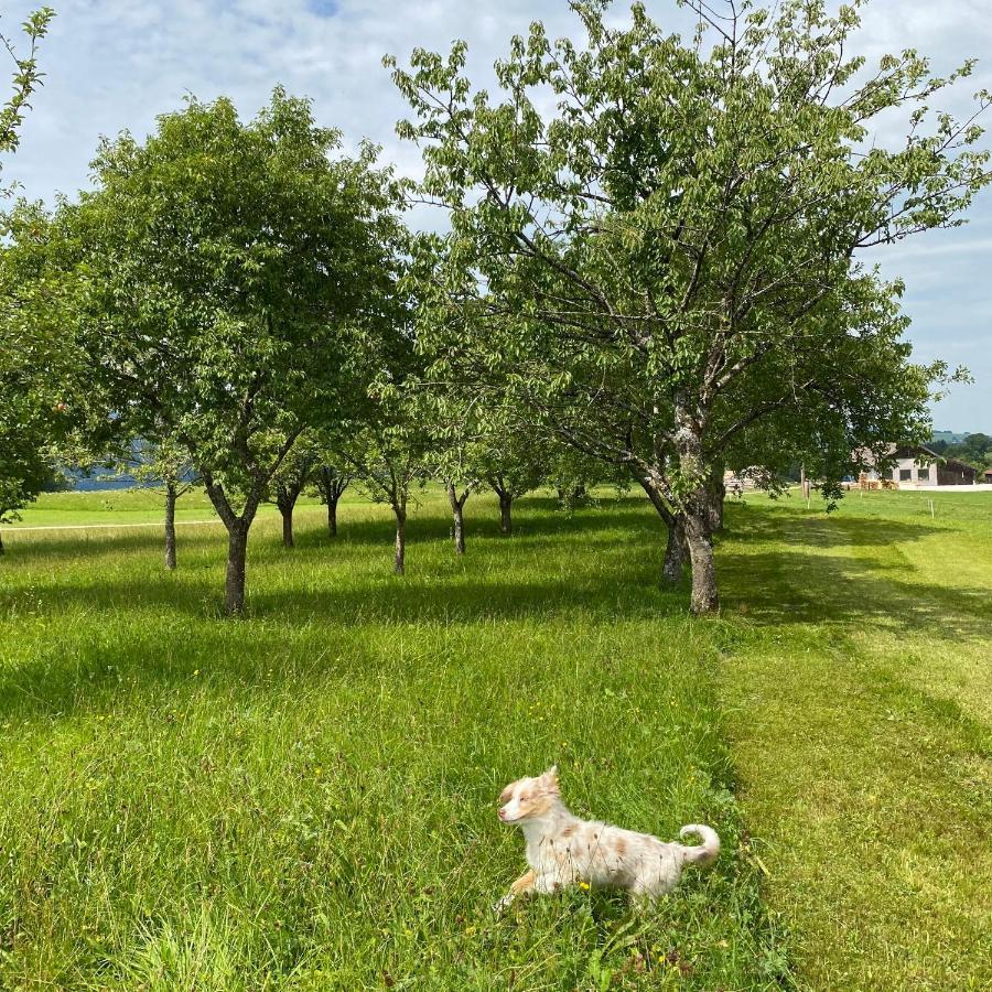 Appartamento Biohof-Feichtinger Zell am Moos Esterno foto