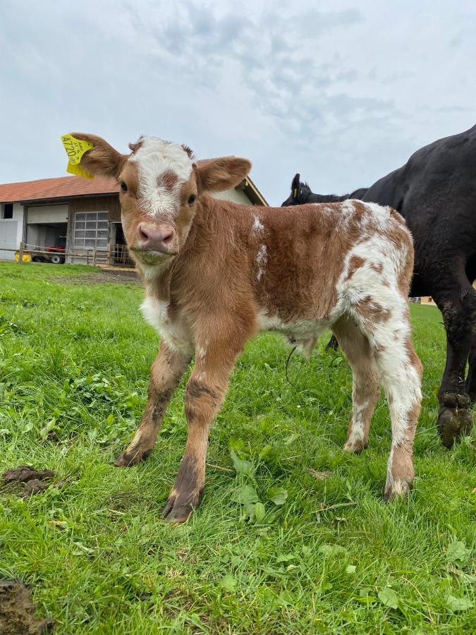 Appartamento Biohof-Feichtinger Zell am Moos Esterno foto
