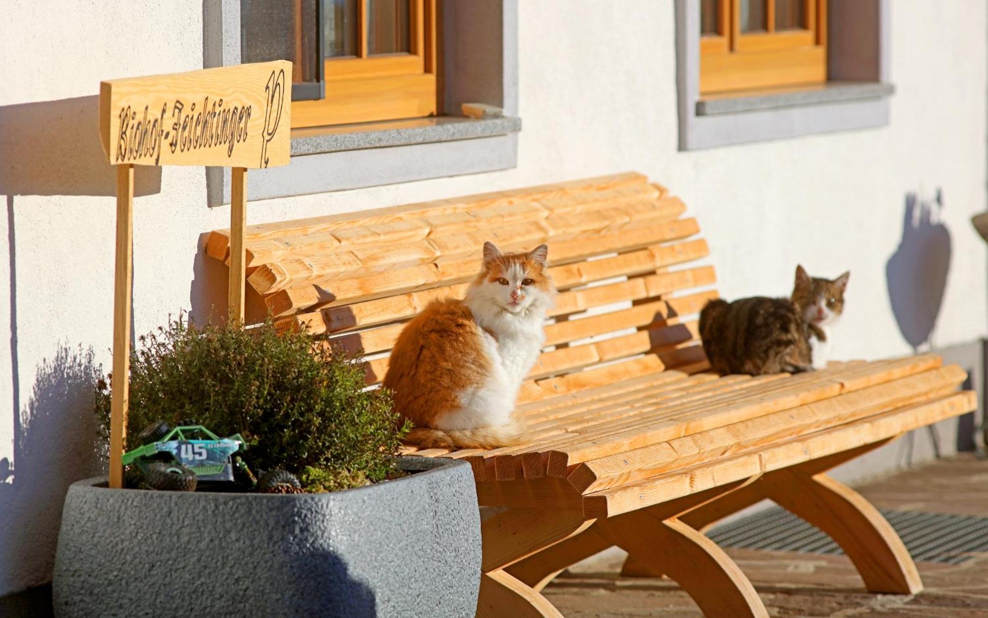 Appartamento Biohof-Feichtinger Zell am Moos Esterno foto