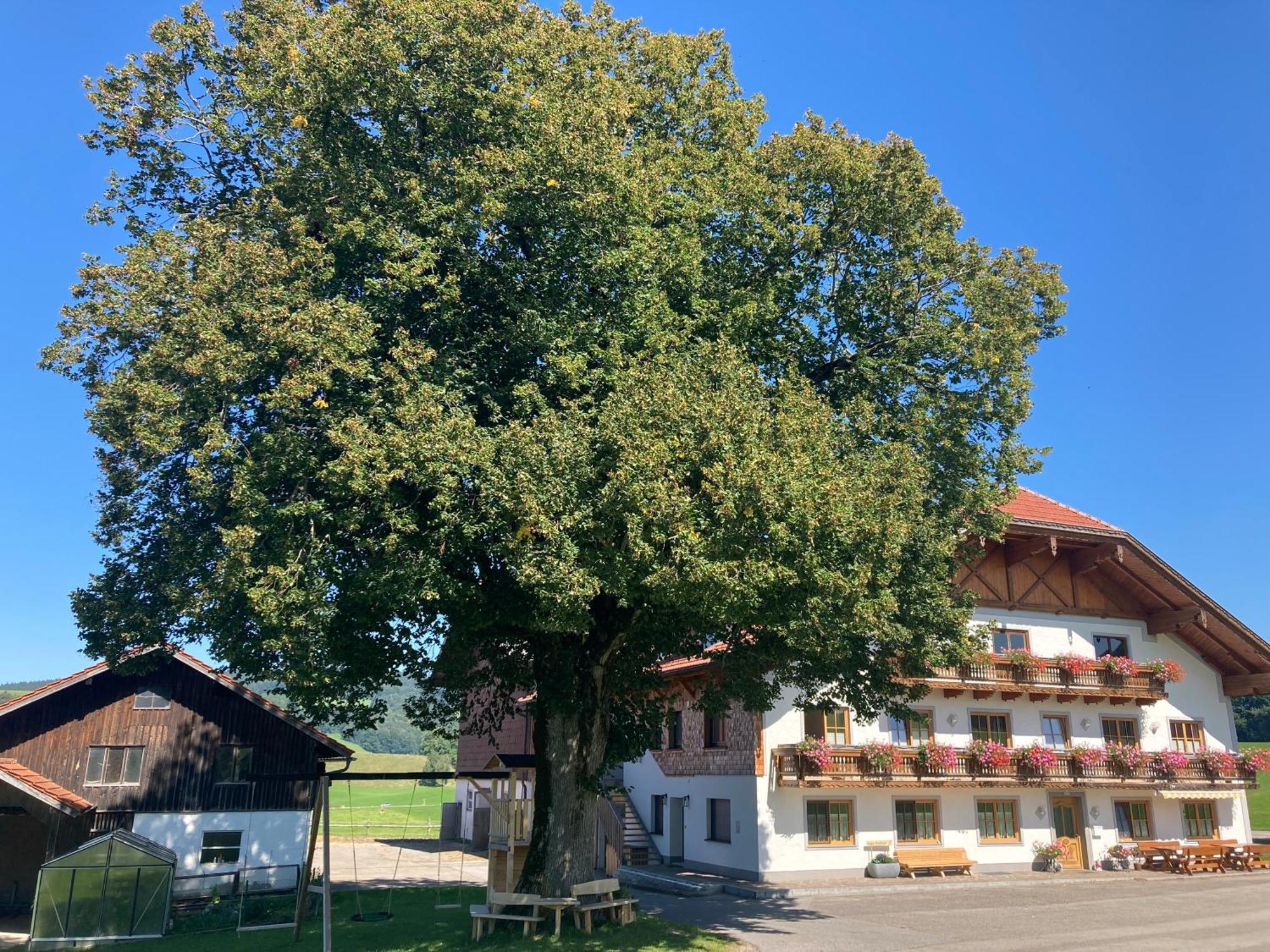 Appartamento Biohof-Feichtinger Zell am Moos Esterno foto
